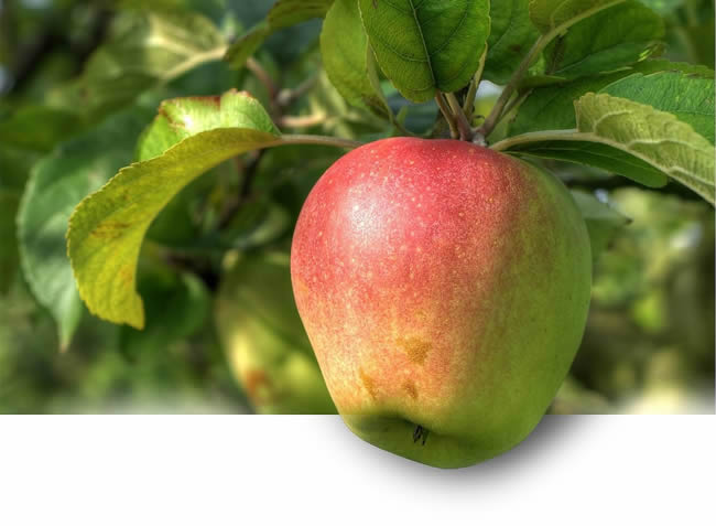 Does the Apple Fall far from the Tree