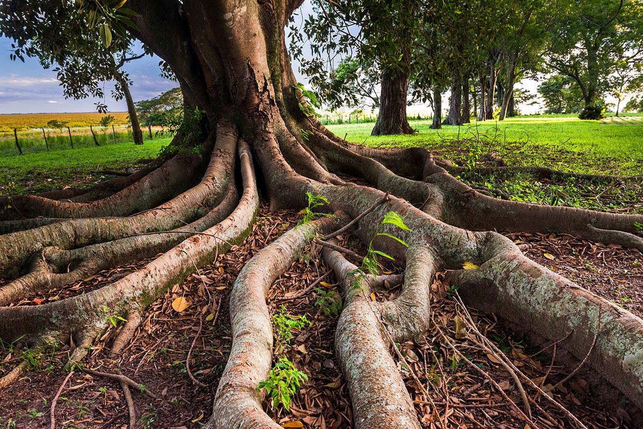 A Sturdy Family Root System